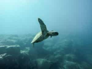 PEPS : 12 propositions pour un océan écologique et solidaire